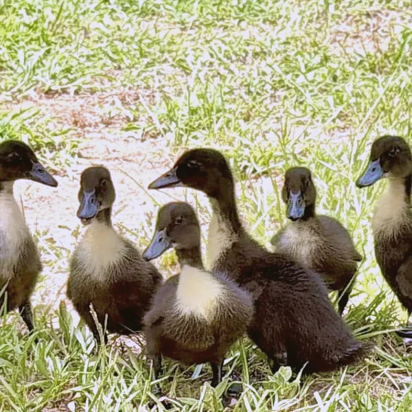 Six Black Swedish ducklings in a row
