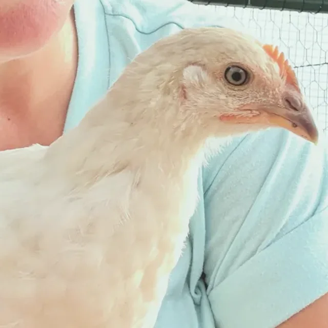 A cream hen from Feather Valley
