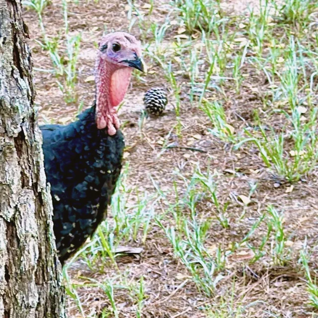 Tofu the turkey