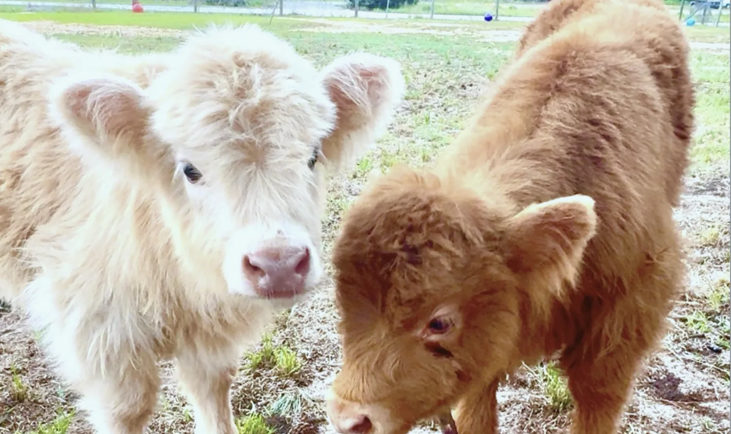 Marshmallow and Moonpie, the Highland calves