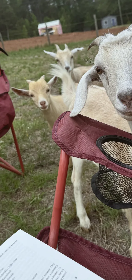 Ms. Honey the goat with her boys
